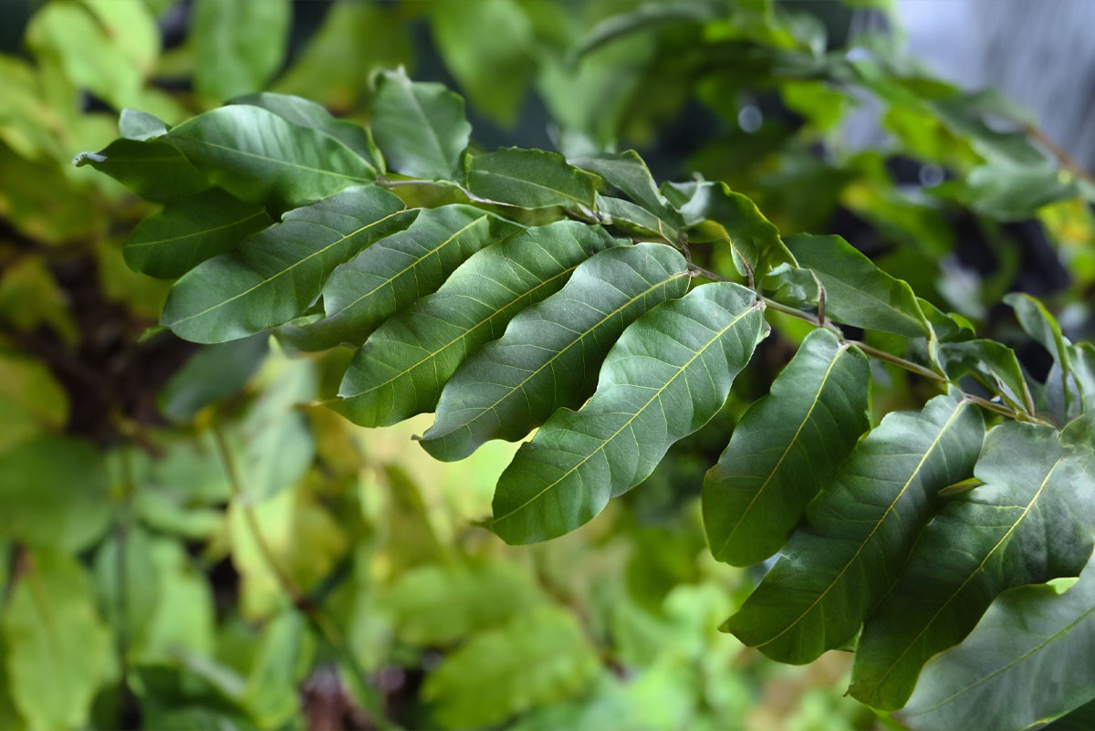 Thermo Iroko Decking Finish, Cladding Finish Finishes ODC